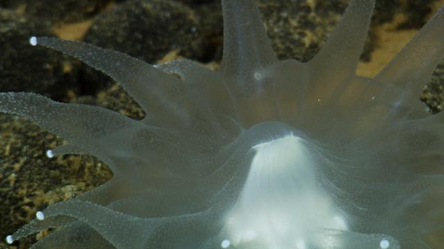 Corallimorph (an order of marine cnidarians closely related to corals)