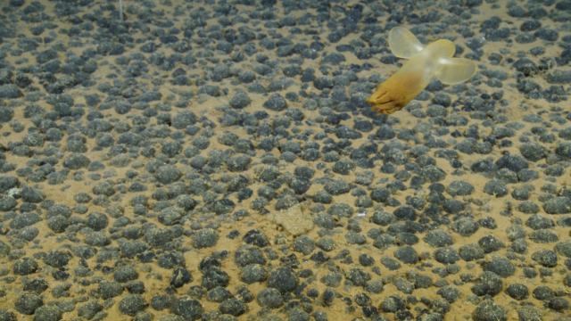 This is a baby cirrate octopus with big “ears.” While they may look similar to the dumbo octopus, cirrate octopuses belong to a different group. This one is from the genus Cirrothauma. I was lucky enough to see both “dumbos” that we encountered during this expedition, and I was also working when we found the other two octopi! My watch was therefore called the octo-watch.