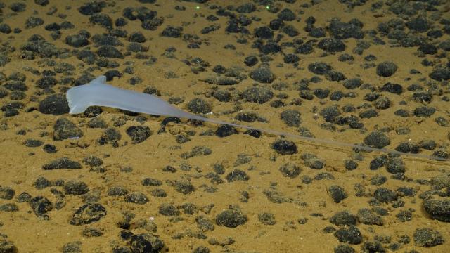 This Echiuran (aka spoonworm) is partially within its burrow. We are seeing its proboscis, or t-shaped feeding appendage, extended into the sediments to gather food. My personal favorite, considering it retracted entirely into the ground! Unlike anything else I saw during this expedition.