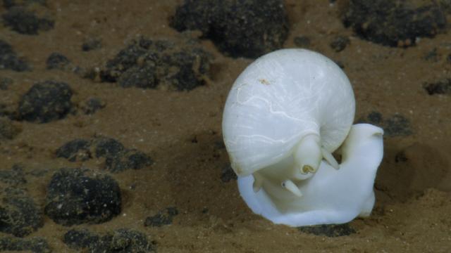 Unknown snail - Class: Gastropod Phylum: Mollusc