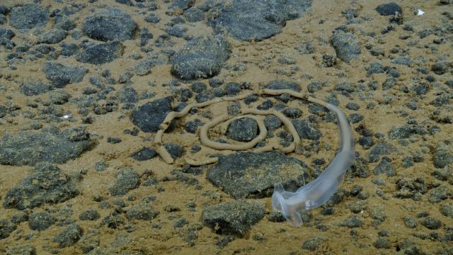 Acorn worm (Enteropneusta) eating sediment. The fecal matter they release creates a fun, swirling pattern that can be seen everywhere! Mystery solved. 