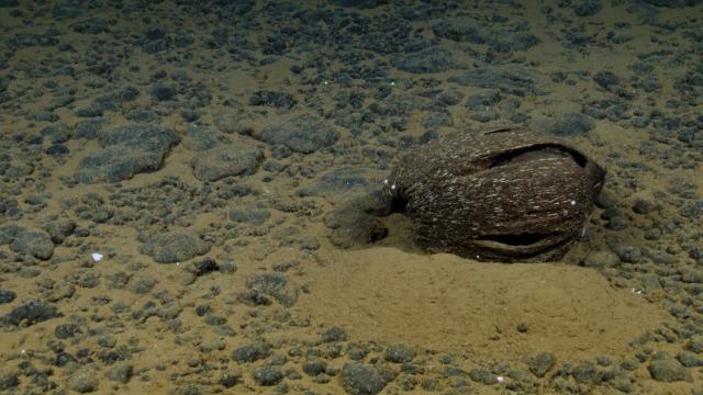 Sunken detritus, like this coconut, provides a rich, but intermittent, food source for deep-sea organisms.