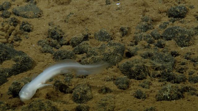 Potentially an aphyonid cusk eel, but the specific identification is still being verified. Here is a cool video of a similar fish found in the Marianas Trench. 