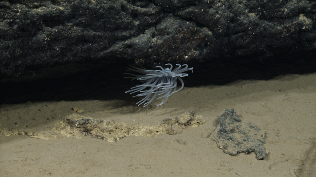 Sea anemone hiding: these darker sea anemones were found at shallower depths, about 3000 meters.