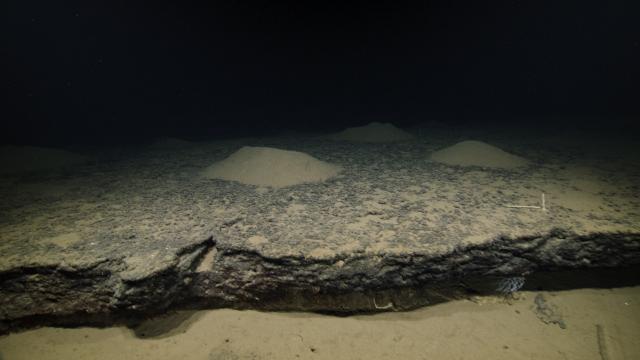 Thick Fe-Mn crust sits atop seafloor sediments. Although the crust appears coherent, sediment piles on its surface suggest either bioturbation from below or fecal casts from benthic grazers.