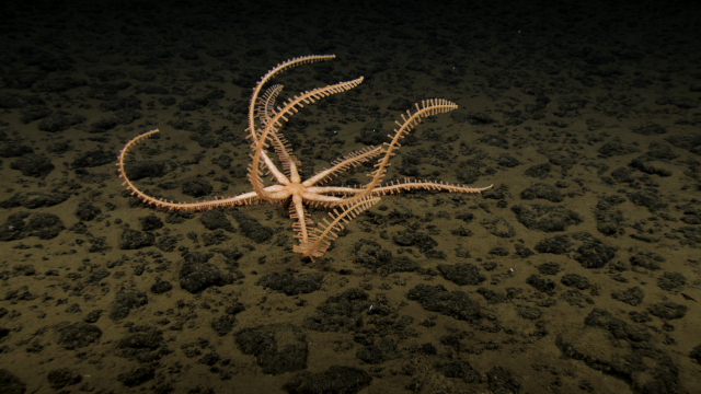 Brisingid sea star. These seastars use their arms to capture food from the seafloor and within the water column. 