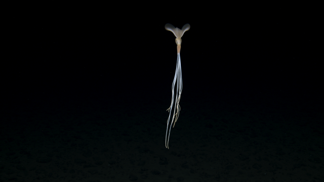 Big fin squid, Magnapinna sp. 