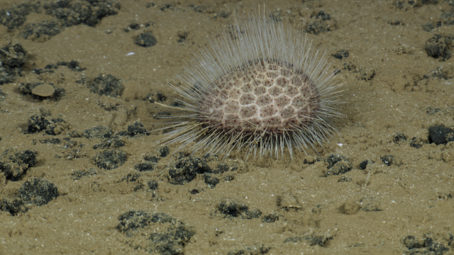 Irregular Sea Urchins - This was a very exciting find for us! These urchins feed on both soft sediment and hard substrate material and their digestion is  important to the cycling of nutrients and food in the deep sea. 