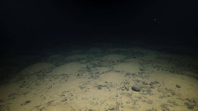 Broken Fe-Mn crusts lie atop seafloor sediments. Mounds of sediment interrupt the surface and are created by either burrowing or grazing organisms that draw nutrition from carbon stored in the sediment.