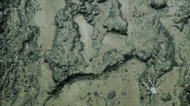This view is looking down on Fe-Mn encrusted seafloor with a squat lobster in frame. The irregular surface of the crusts, along with the deposition of sediment, reveals interesting patterns. 