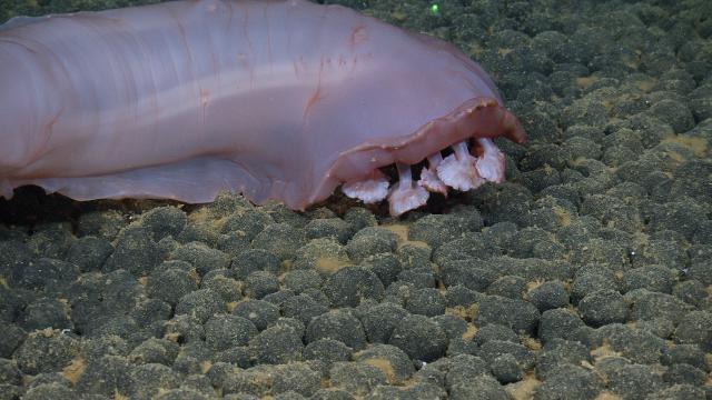 Sea Cucumber - Holothurian - cf. Psychropotidae