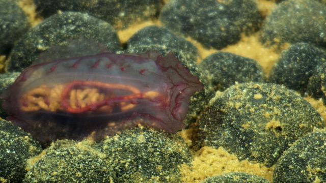 This is a sea cucumber (Holothurian). We commonly found this highly diverse group across abyssal depths in various shades and shapes. For many species, when they swim, it looks like they are doing crunches (strong emoji)