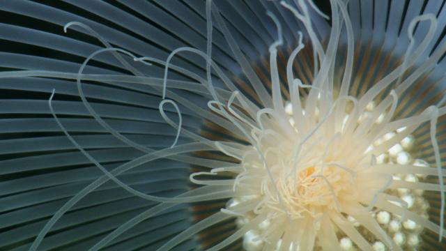 close up of solitary hydroid
