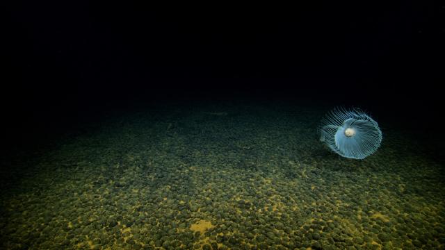 Seafloor blanketed by small, spherical manganese nodules overlying reddish (iron-rich) sediment. Many animals in the deep sea are sessile, meaning they don’t move and instead anchor to the seafloor. This white solitary hydroid, a coral relative, has anchored itself to one of the nodules.