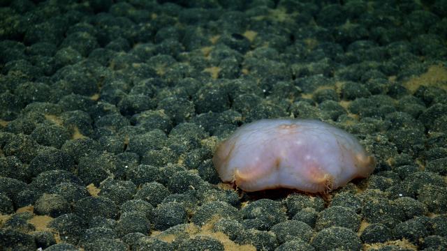 Here is a chubby little slime star (Asteroidea seastar, Pterasteridae cf. Hymenaster). 
