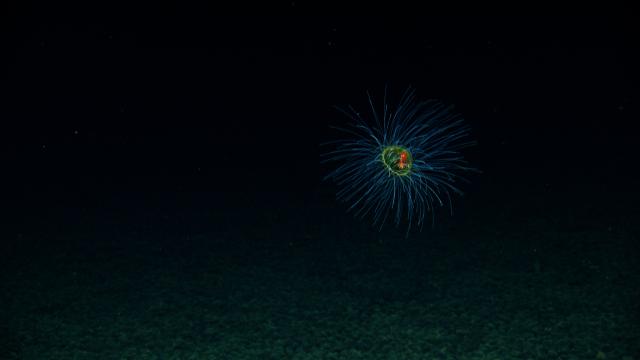 Jellyfish, (hydromedusa)