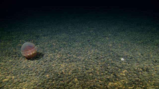 Jellyfish- Hydrozoa cf. Trachymedusae