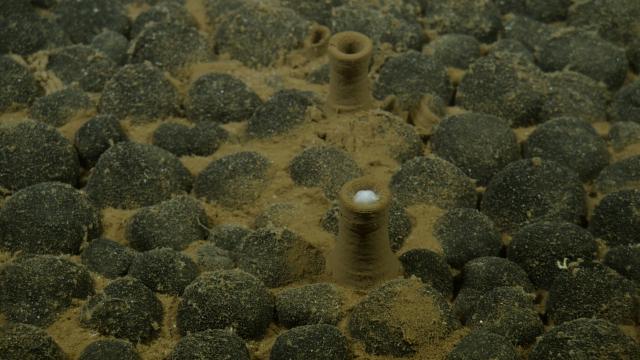 Manganese nodule-covered seafloor is interrupted by tubes of sediment created by burrowing organisms. Bioturbation from such organisms slowly rotates the nodules, enabling their semi-spherical growth.