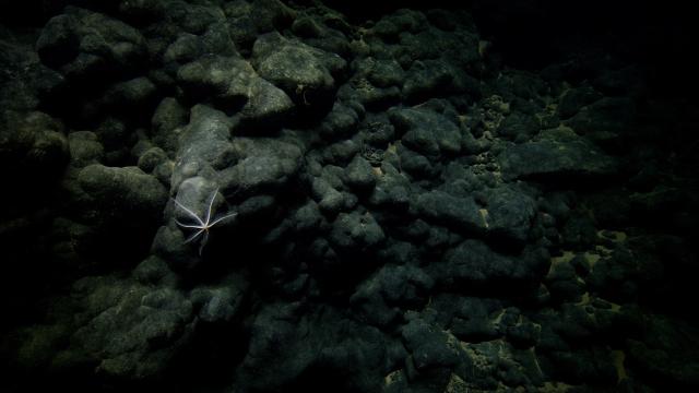 A near-vertical wall of pillow lava is coated with Fe-Mn crust. Pillow lavas are the most common volcanic landform on Earth and create seafloor relief structures that organisms like the brisingid star shown here take advantage of.