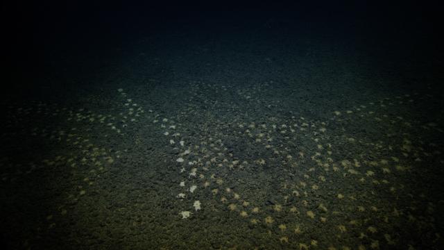 Tracks on the manganese-nodule-covered seafloor are left by organisms that obtain nutrition by filtering sediment. These tracks were likely created by a sediment-dwelling worm or seafloor grazer such as a holothurian.