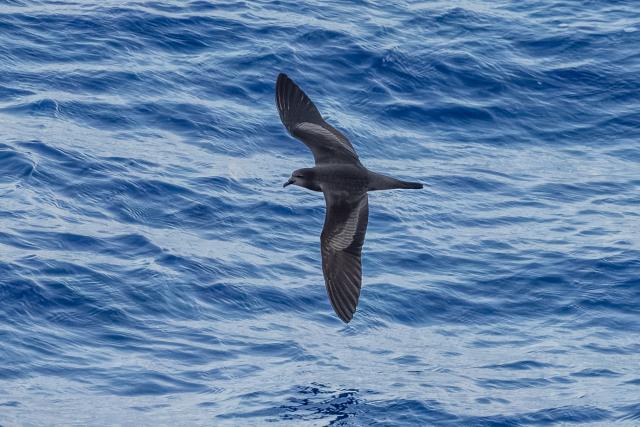 Bulwer's Petrel flying over water