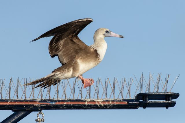Red-footed Booby standing precariously on a mast covered in spikes