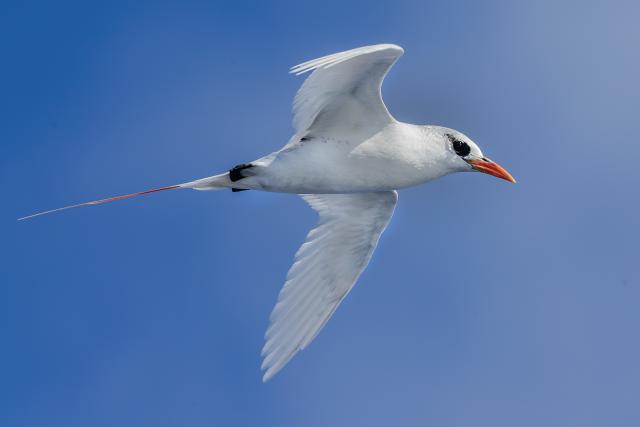 Red-tailed Tropicbird soaring through the sky