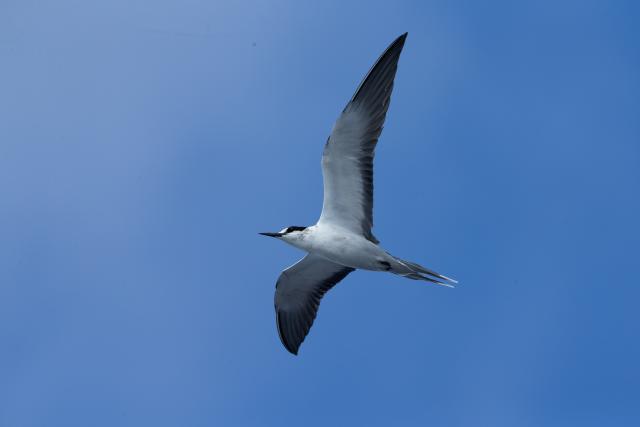 Sooty Tern flying in the sky