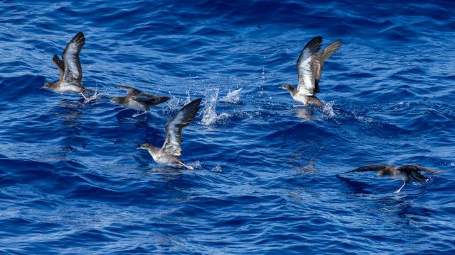 Five Wedge-tailed Shearwaters swooping low into the water