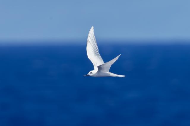 White Tern flying above the ocean
