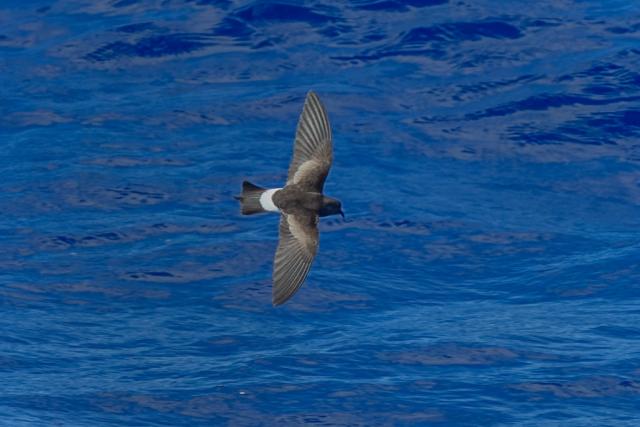 A Wilson's Storm Petrel flying above the water
