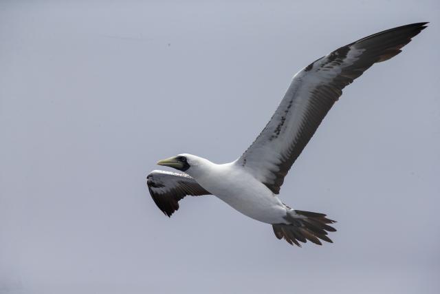 Masked Booby flying through a gray sky
