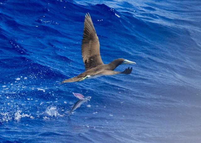 Brown Booby close to the water with a flying fish jumping out of the water alongside it.
