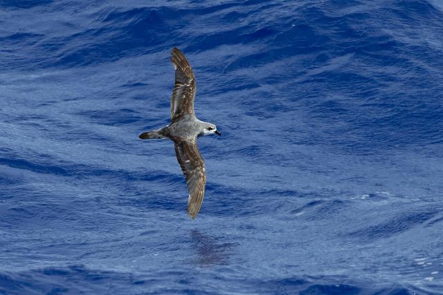 Black-winged Petrel flying above the ocean