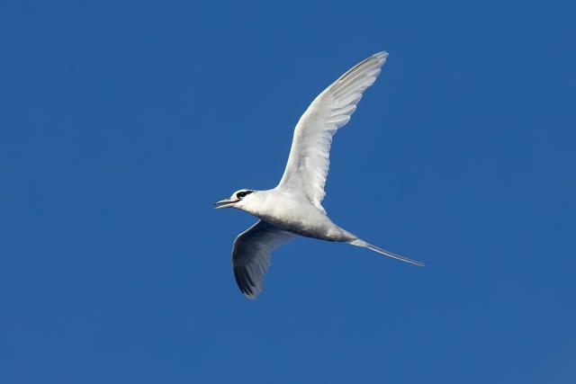 White-tailed Tropicbird flying through the sky