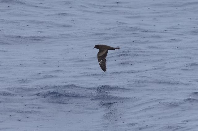 Matsudaira's Storm-Petrel flying above the water