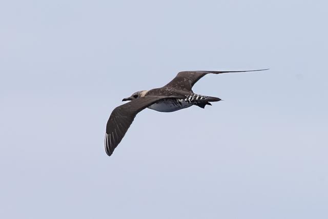 Parasitic Jaeger flying through the sky