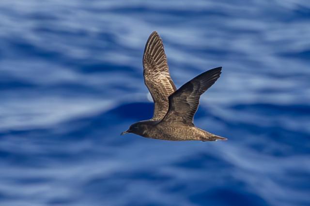 Christmas Shearwater flying above the water