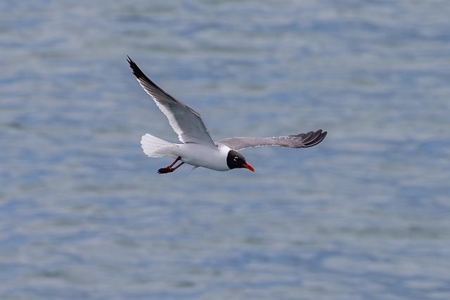 Laughing Gull flying close to the water