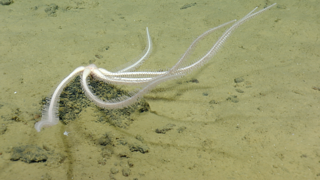 brittle star