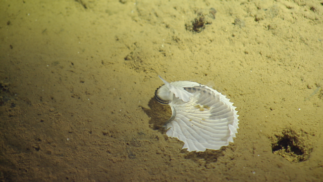 paper nautilus shell
