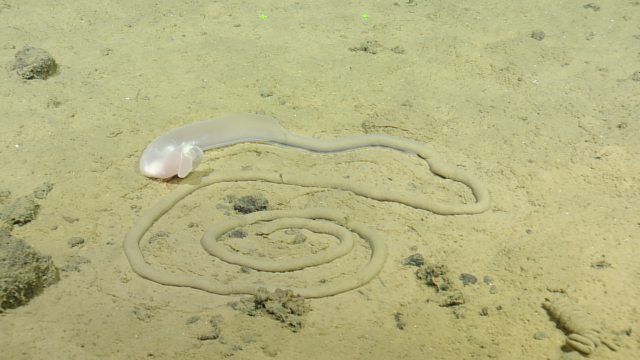 acorn worm