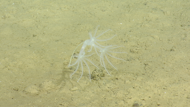 umbellula