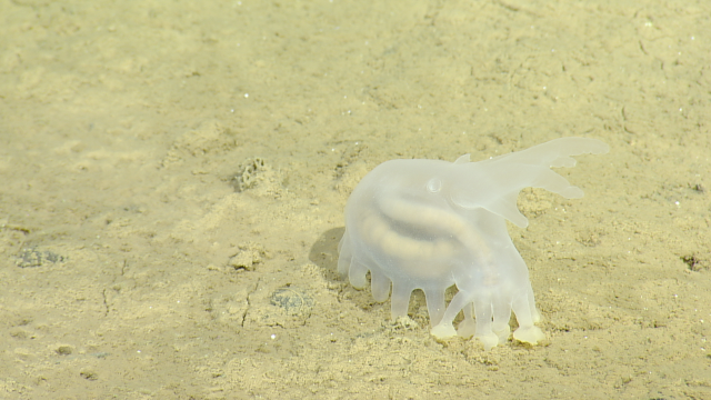 sea pig