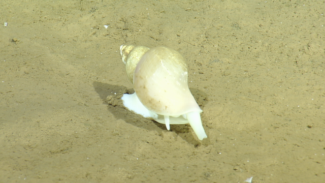 sea snail