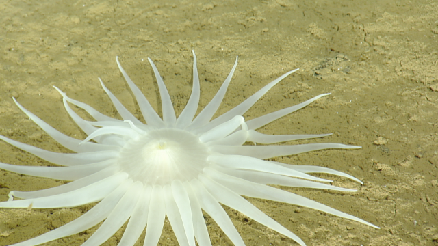 deep sea anemone