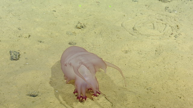 sea pig