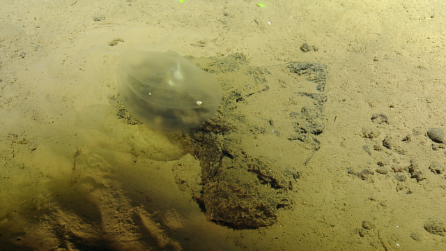 predatory tunicate