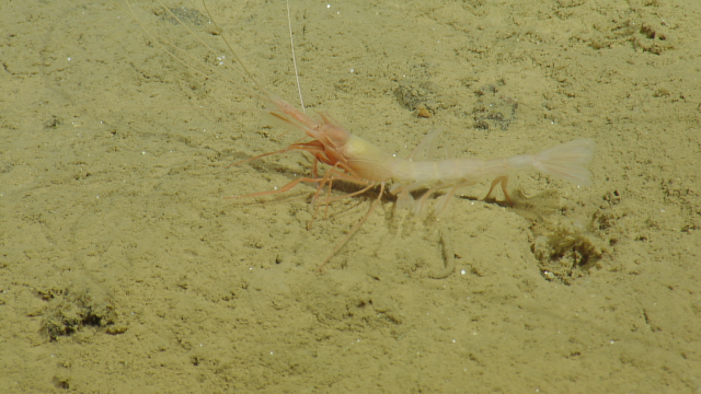 shrimp