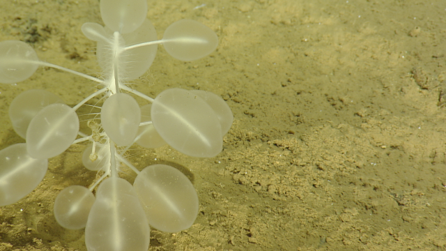 carnivorous sponge
